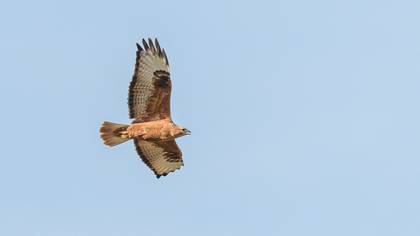 Long-legged Buzzard
