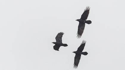Northern Raven