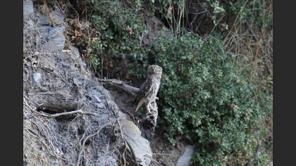 Little Owl