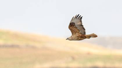 Long-legged Buzzard