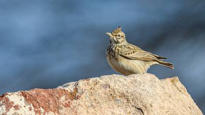 Crested Lark