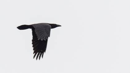 Northern Raven