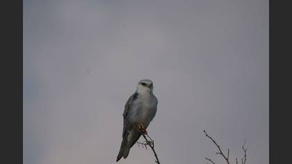 Black-winged Kite