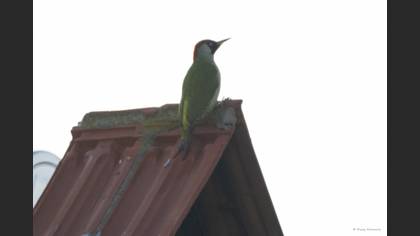 European Green Woodpecker