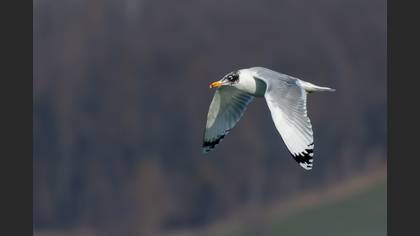 Pallas`s Gull