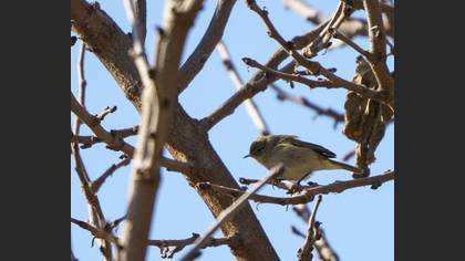 Common Chiffchaff