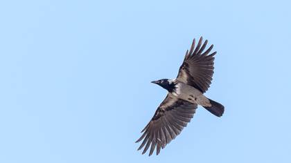 Hooded Crow