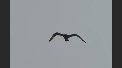 Parasitic Jaeger