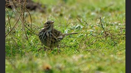 Meadow Pipit