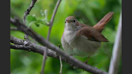 Common Nightingale