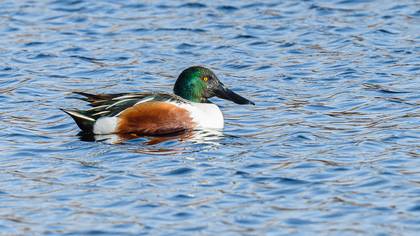 Northern Shoveler