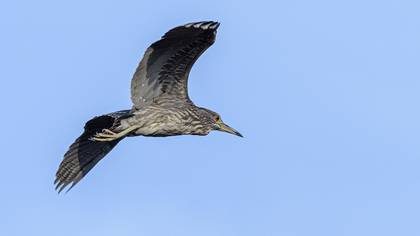 Black-crowned Night Heron