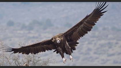 Cinereous Vulture