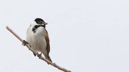 Common Reed Bunting