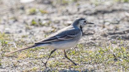 White Wagtail