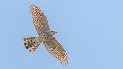 Eurasian Sparrowhawk
