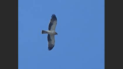 Booted Eagle