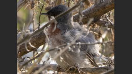 Subalpine Warbler