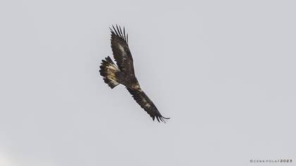 Golden Eagle