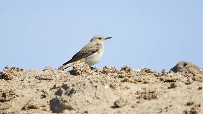 Hooded Wheatear