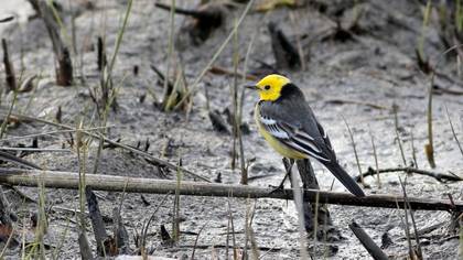 Citrine Wagtail