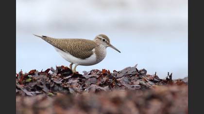 Common Sandpiper