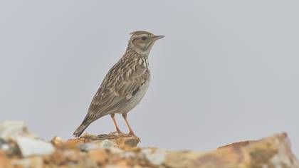 Woodlark