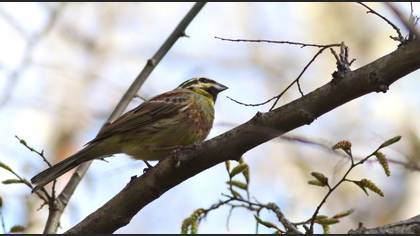 Cirl Bunting