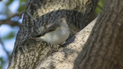 Eastern Bonelli`s Warbler