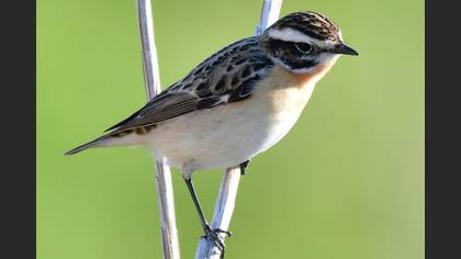 Whinchat