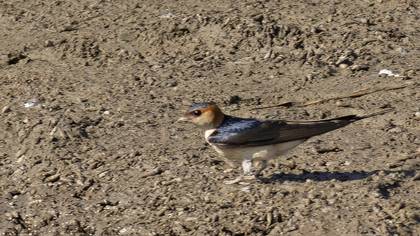European Red-rumped Swallow
