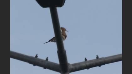 Common Hoopoe