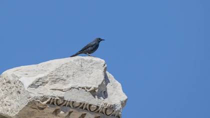 Blue Rock Thrush