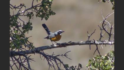 White-throated Robin