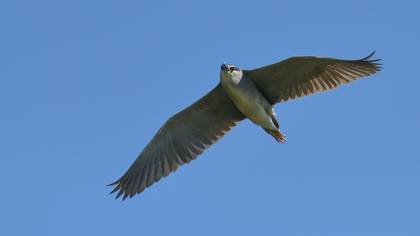 Black-crowned Night Heron