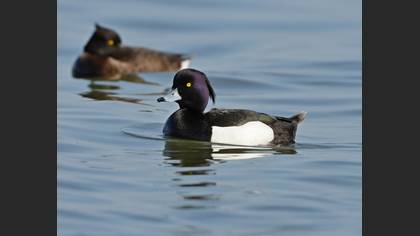 Tufted Duck