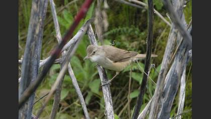 Great Reed Warbler