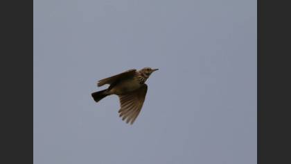 Eurasian Skylark