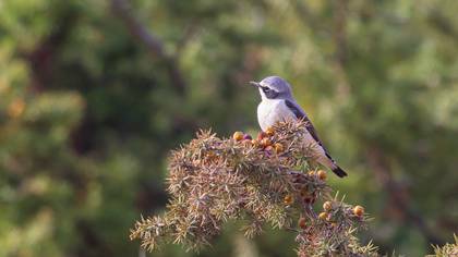 Northern Wheatear