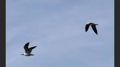 Lesser Black-backed Gull