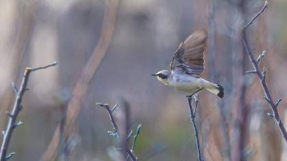 Northern Wheatear