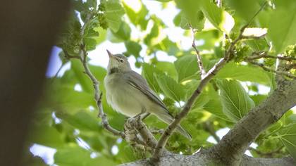 Eastern Olivaceous Warbler