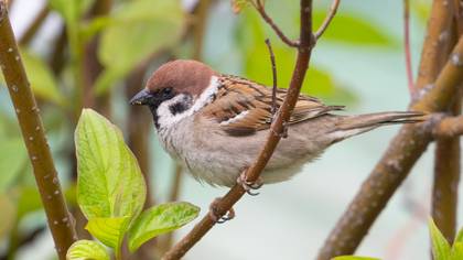 Eurasian Tree Sparrow