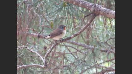 Red-breasted Flycatcher