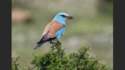 European Roller