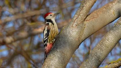 Middle Spotted Woodpecker