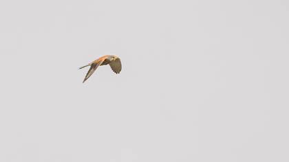 Common Kestrel