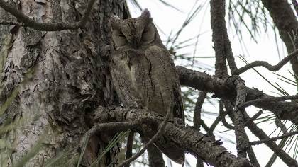 Eurasian Scops Owl