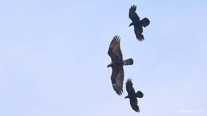 Golden Eagle