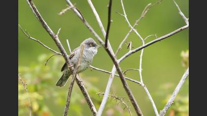 Barred Warbler